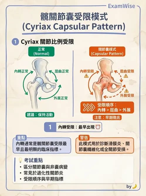 物治 - 髖關節解剖與評估 - AI 圖文解析預覽