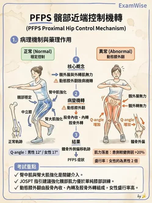物治 - 髕股關節疼痛與伸展機制 - AI 圖文解析預覽