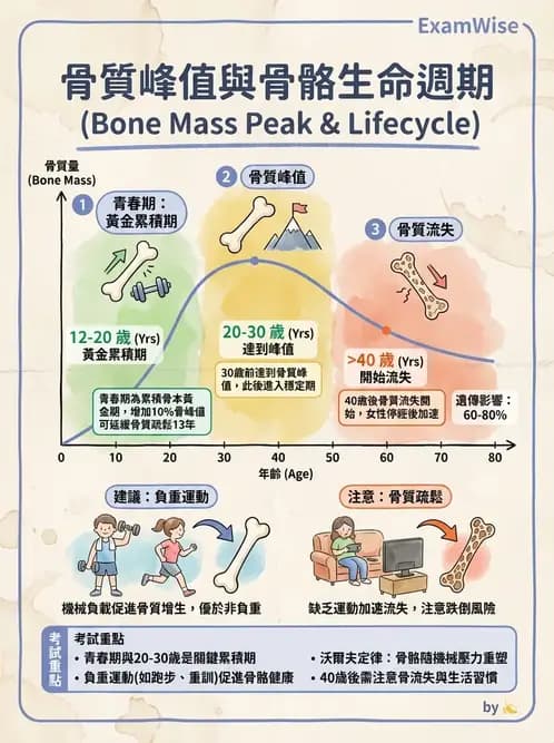 物治 - 女性健康 - AI 圖文解析預覽
