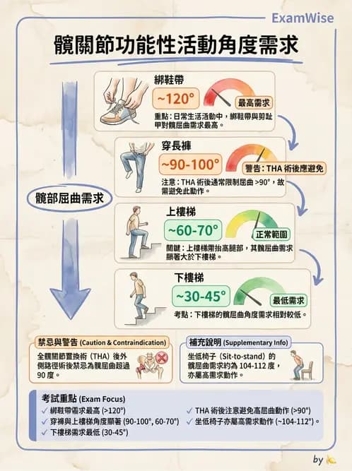 物治 - 髖關節解剖與評估 - AI 圖文解析預覽