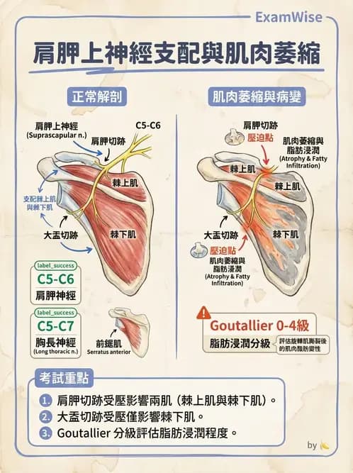 物治 - 肩胛生物力學與神經損傷 - AI 圖文解析預覽