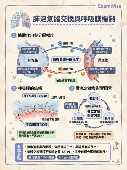 物治 - 呼吸解剖、生理與力學 - AI 圖文解析預覽