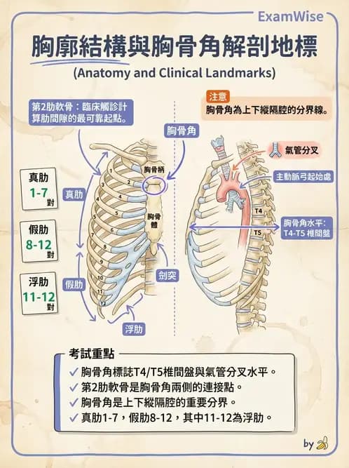 物治 - 呼吸解剖、生理與力學 - AI 圖文解析預覽