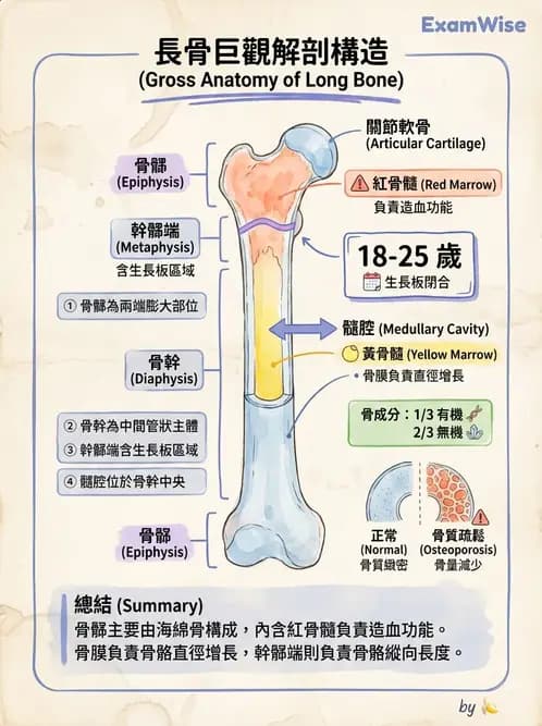物治 - 骨骼與關節解剖 - AI 圖文解析預覽
