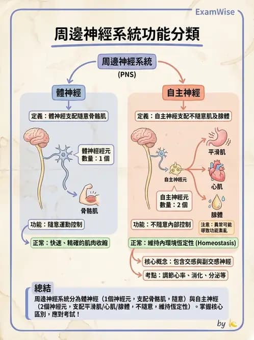 物治 - 周邊與自主神經解剖 - AI 圖文解析預覽