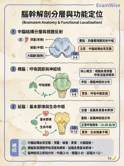 物治 - 中樞神經系統解剖 - AI 圖文解析預覽