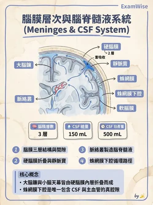 物治 - 中樞神經系統解剖 - AI 圖文解析預覽