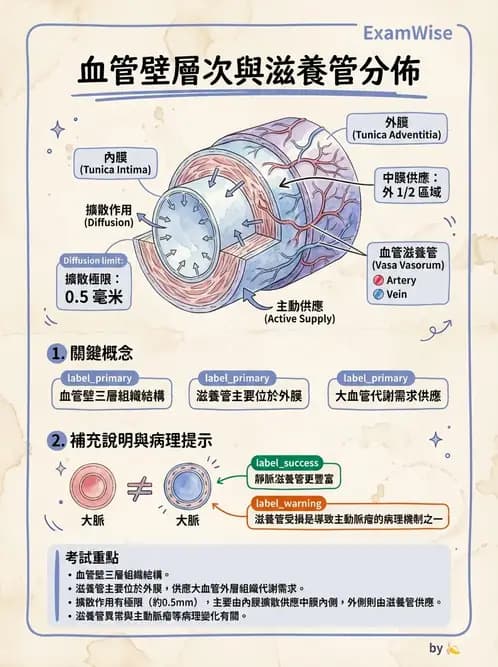 物治 - 心臟血管與血液解剖 - AI 圖文解析預覽