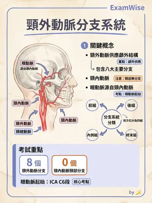 物治 - 心臟血管與血液解剖 - AI 圖文解析預覽