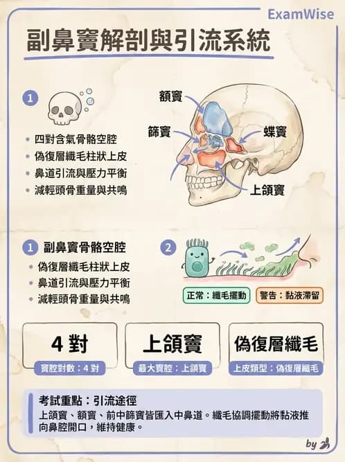 物治 - 呼吸系統解剖 - AI 圖文解析預覽