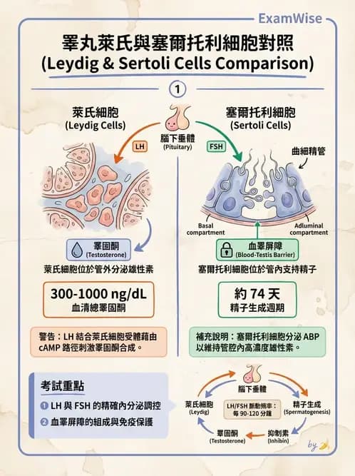 物治 - 免疫生殖與皮膚生理 - AI 圖文解析預覽