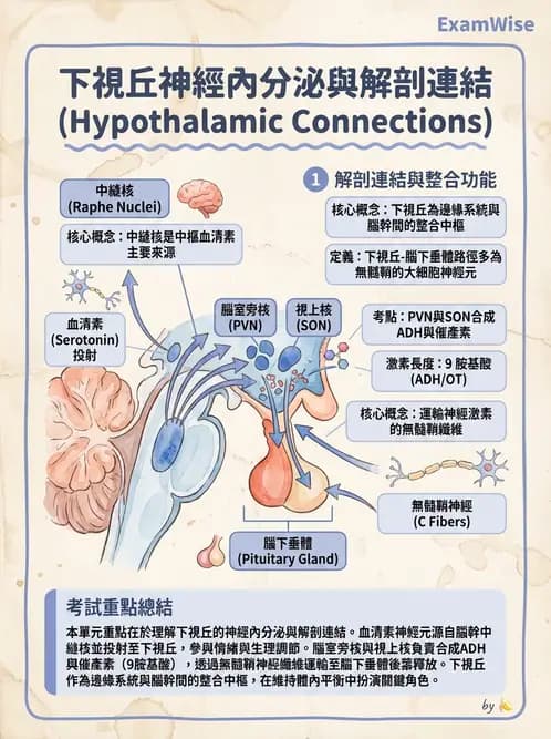 物治 - 中樞神經系統解剖 - AI 圖文解析預覽