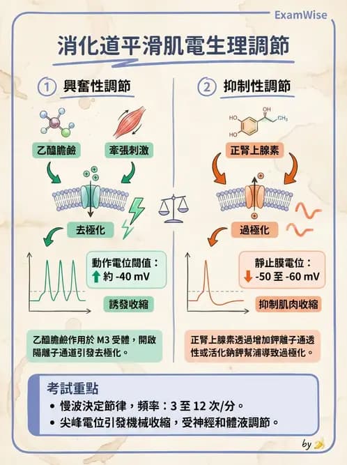 物治 - 消化泌尿系統生理 - AI 圖文解析預覽