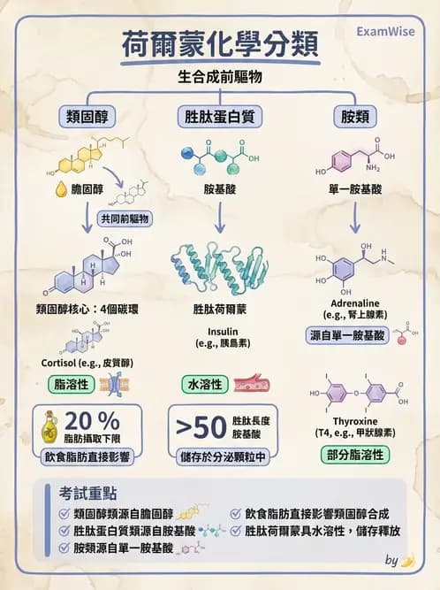 物治 - 內分泌系統生理 - AI 圖文解析預覽