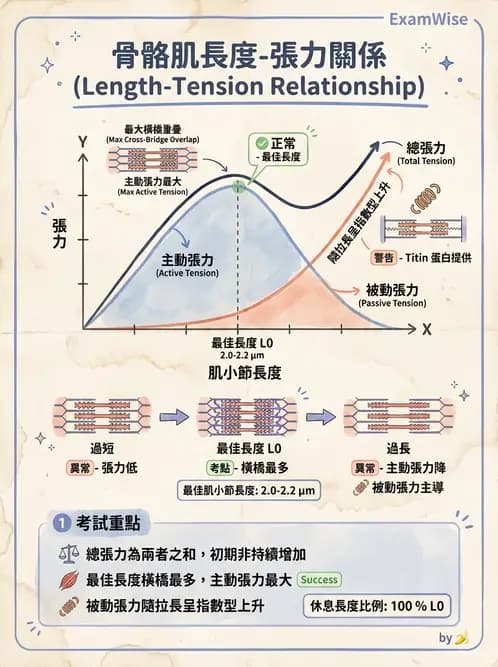 物治 - 肌肉力學與感覺運動控制 - AI 圖文解析預覽