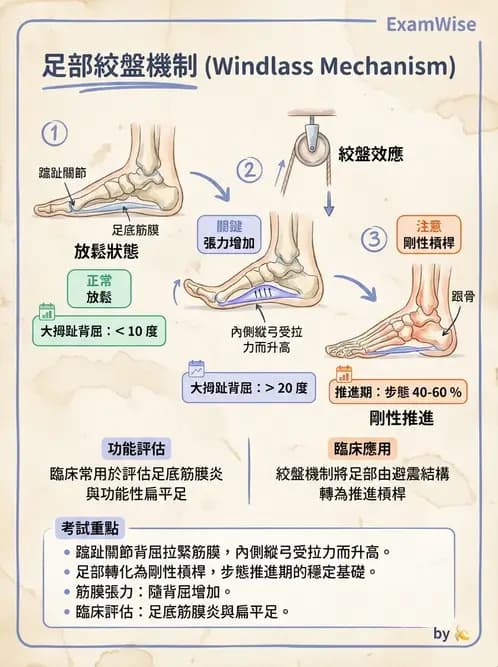 物治 - 踝與足部肌動學與生物力學 - AI 圖文解析預覽