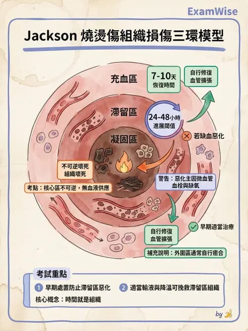 專師 - 燒傷 - AI 圖文解析預覽
