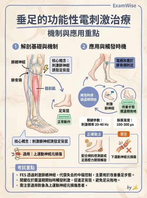 物治 - 功能性電刺激 - AI 圖文解析預覽