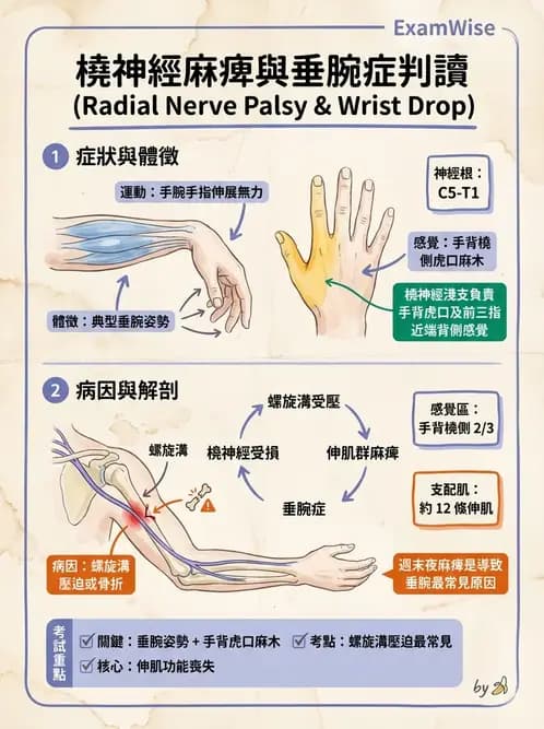 物治 - 周邊神經損傷與復健 - AI 圖文解析預覽