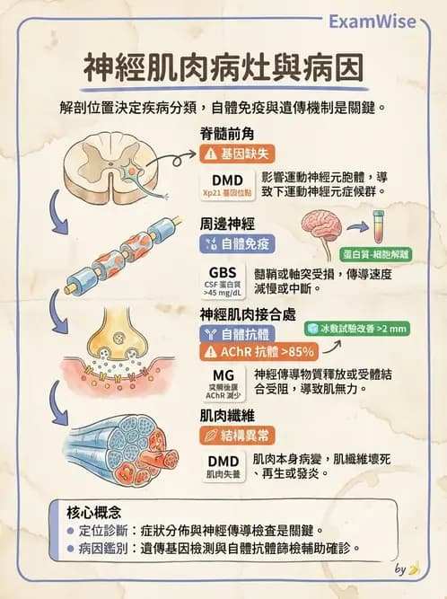 物治 - 神經肌肉疾病 - AI 圖文解析預覽