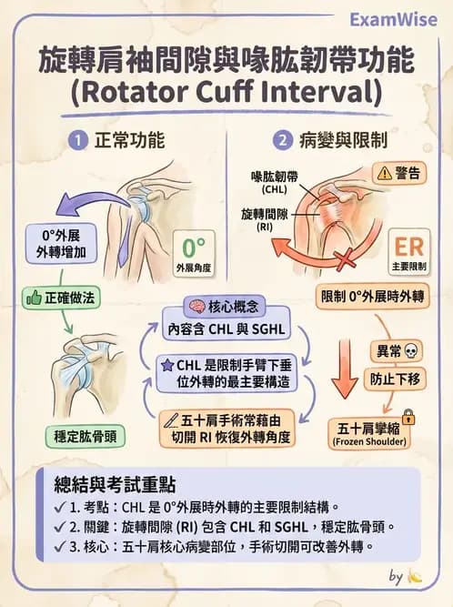 物治 - 冰凍肩與胸廓出口症候群 - AI 圖文解析預覽