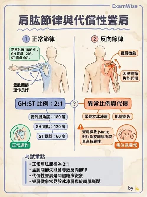 物治 - 肩胛生物力學與神經損傷 - AI 圖文解析預覽