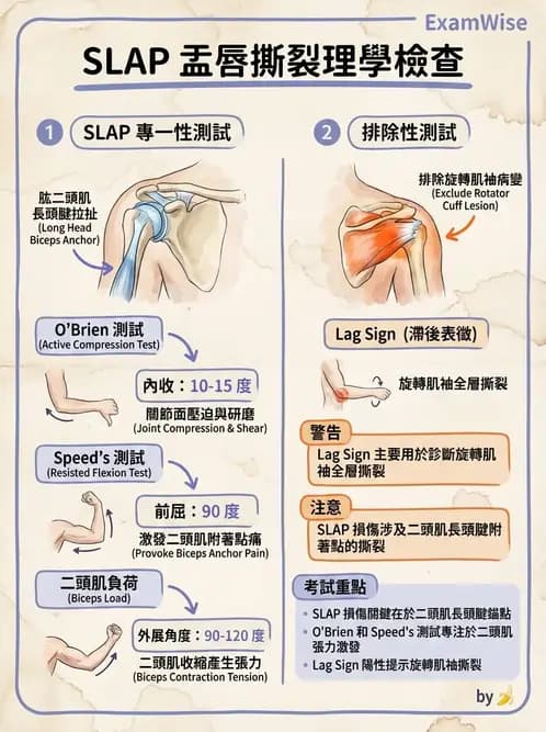 物治 - 肩關節不穩定與盂唇損傷 - AI 圖文解析預覽
