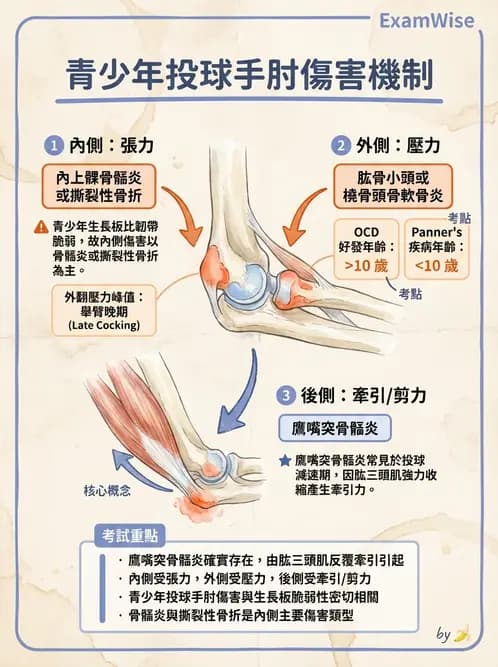 物治 - 肘及前臂關節 - AI 圖文解析預覽