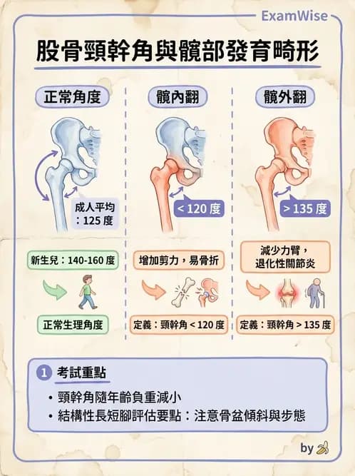 物治 - 髖關節解剖與評估 - AI 圖文解析預覽