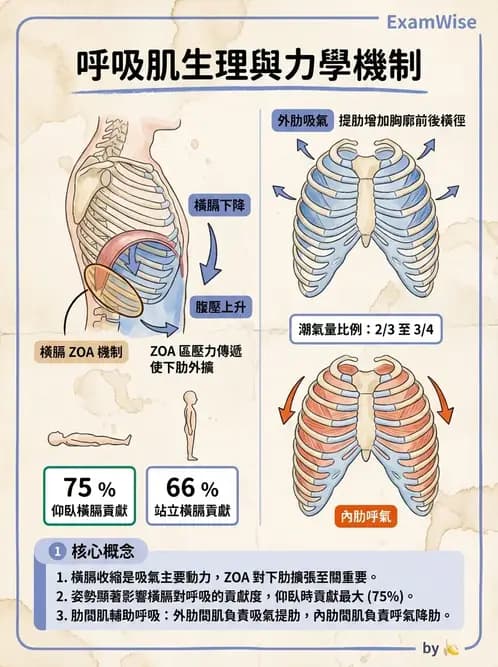 物治 - 呼吸解剖、生理與力學 - AI 圖文解析預覽