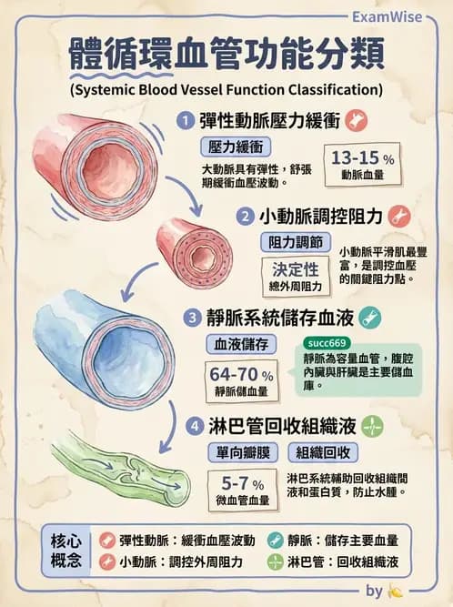物治 - 循環解剖、生理與血流動力學 - AI 圖文解析預覽