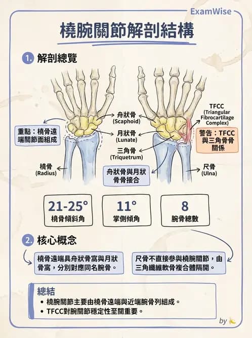 物治 - 骨骼與關節解剖 - AI 圖文解析預覽