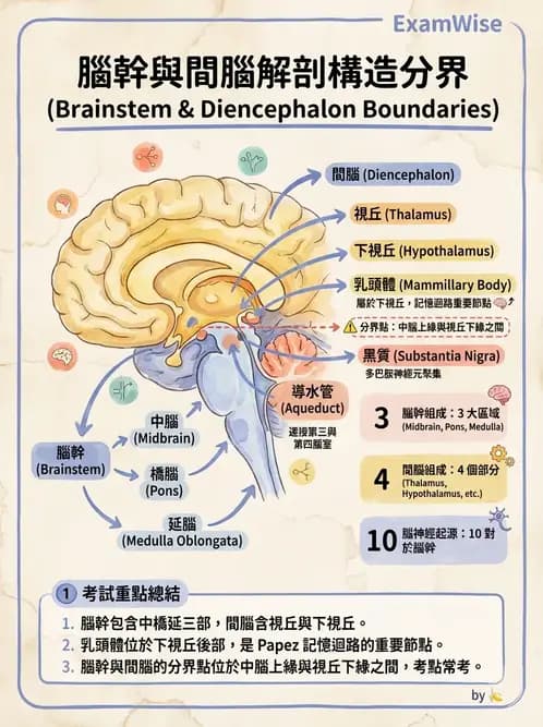 物治 - 中樞神經系統解剖 - AI 圖文解析預覽