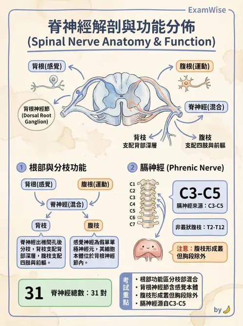 物治 - 腦神經與脊神經解剖 - AI 圖文解析預覽