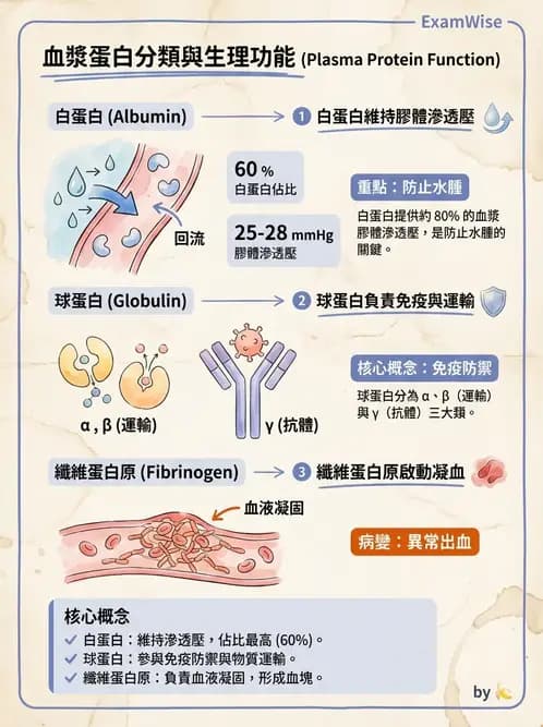 物治 - 心臟血管與血液解剖 - AI 圖文解析預覽