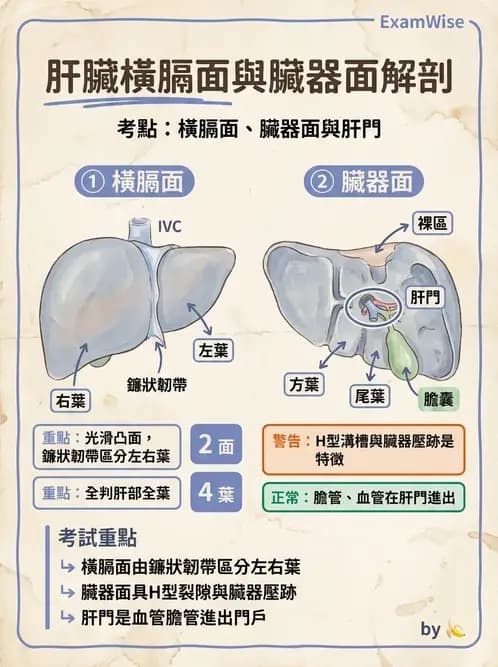 物治 - 消化泌尿生殖系統解剖 - AI 圖文解析預覽