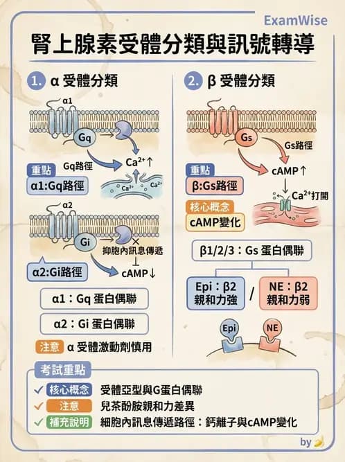物治 - 神經系統生理 - AI 圖文解析預覽