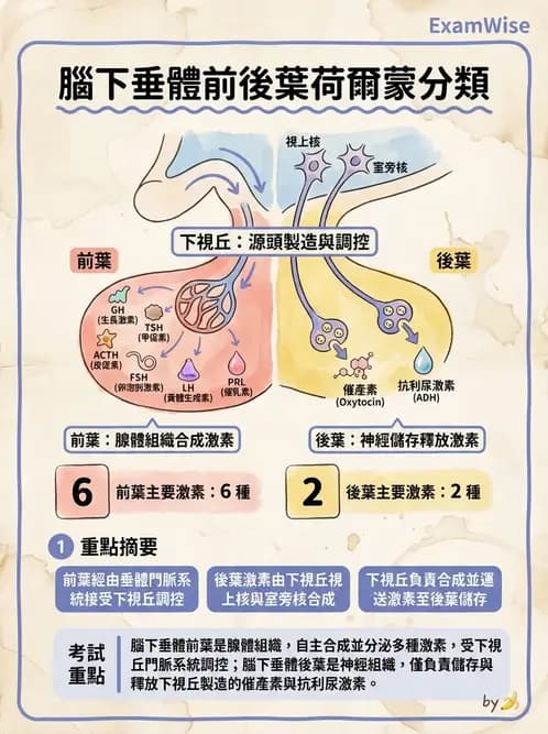物治 - 內分泌系統生理 - AI 圖文解析預覽