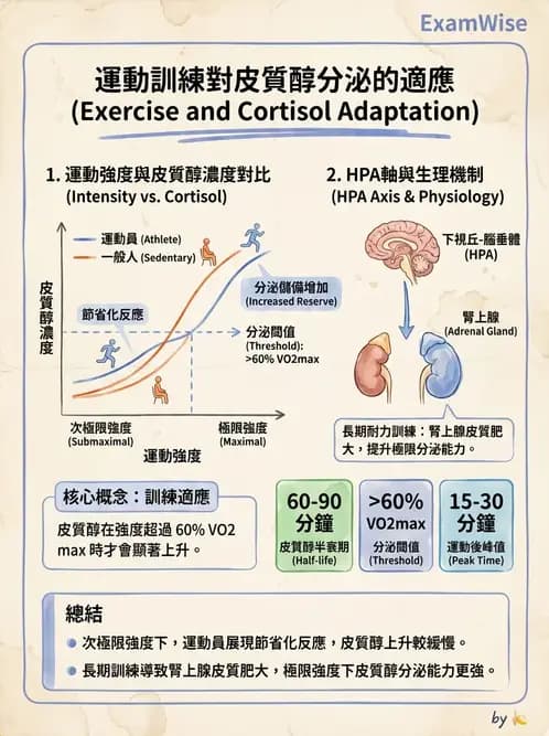 物治 - 內分泌系統生理 - AI 圖文解析預覽