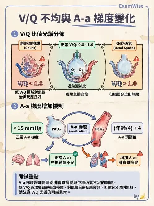 物治 - 呼吸生理 - AI 圖文解析預覽