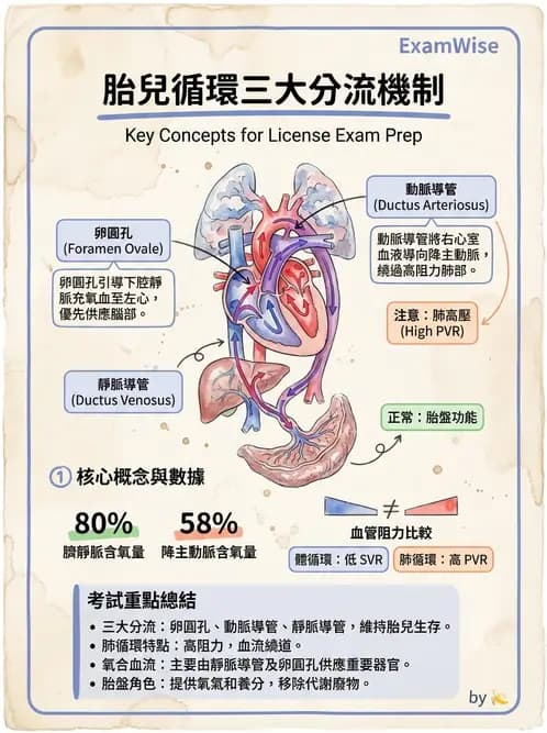 物治 - 心臟血管生理 - AI 圖文解析預覽