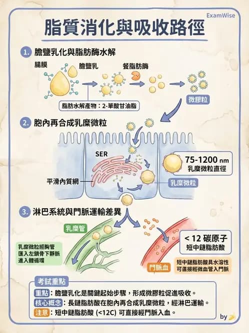 物治 - 消化泌尿系統生理 - AI 圖文解析預覽