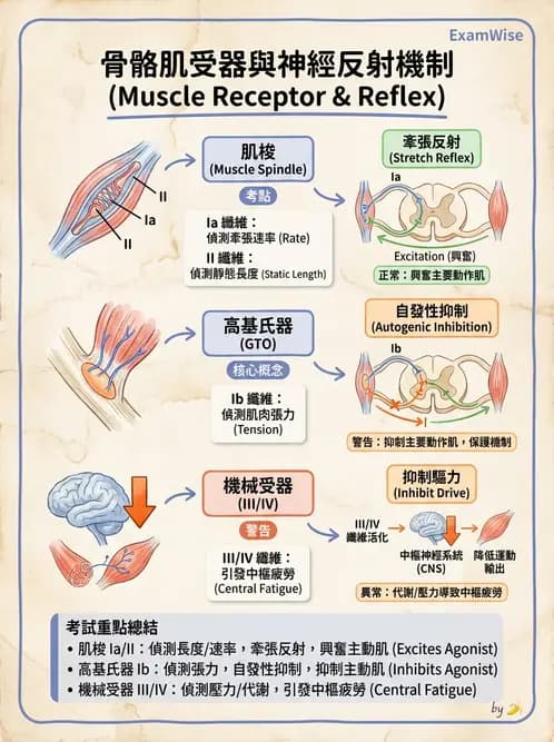 物治 - 肌肉力學與感覺運動控制 - AI 圖文解析預覽