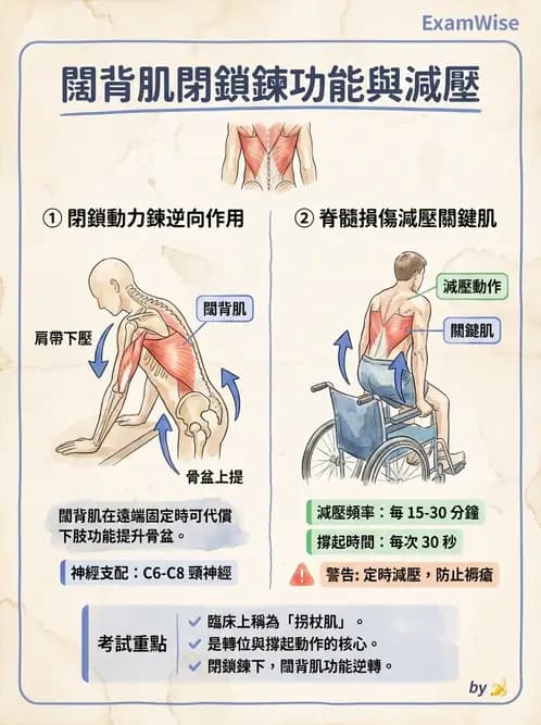 物治 - 肩關節複合體生物力學 - AI 圖文解析預覽