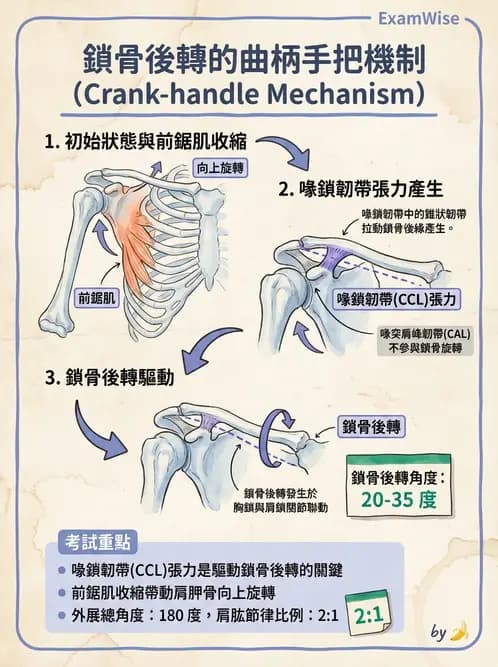 物治 - 肩關節複合體生物力學 - AI 圖文解析預覽