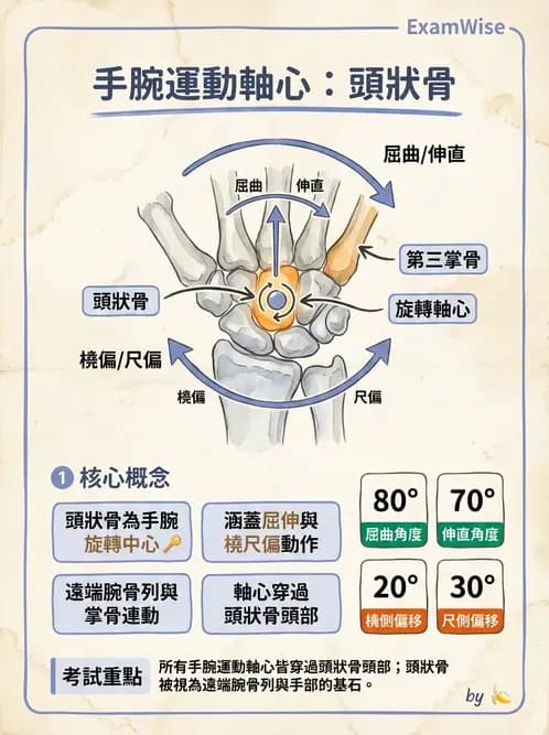 物治 - 腕關節生物力學 - AI 圖文解析預覽