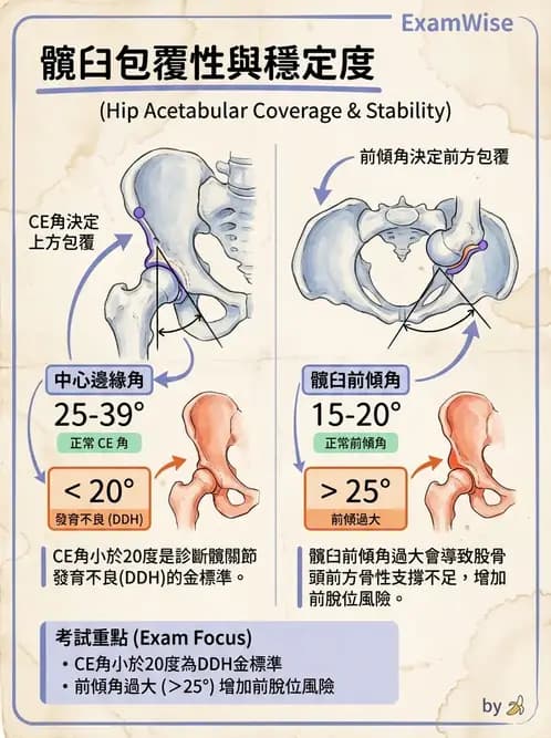 物治 - 髖關節肌動學與生物力學 - AI 圖文解析預覽