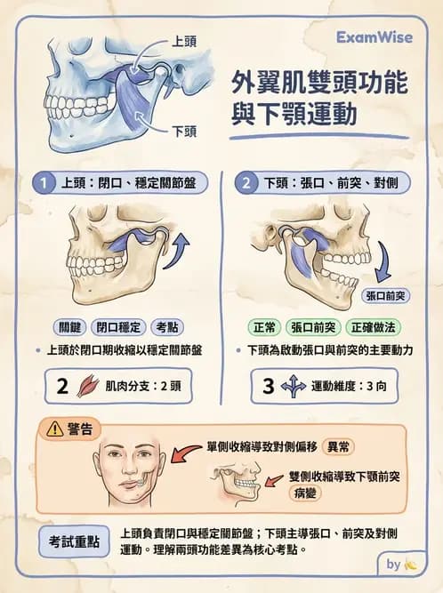 物治 - 顳顎關節肌動學與生物力學 - AI 圖文解析預覽