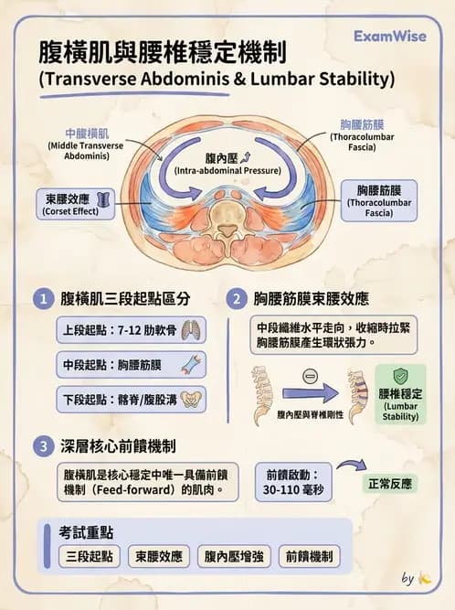 物治 - 軀幹肌動學與生物力學 - AI 圖文解析預覽