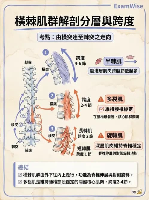 物治 - 軀幹肌動學與生物力學 - AI 圖文解析預覽